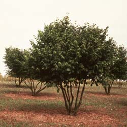 Aveleira Trufeira - Tuber uncinatum